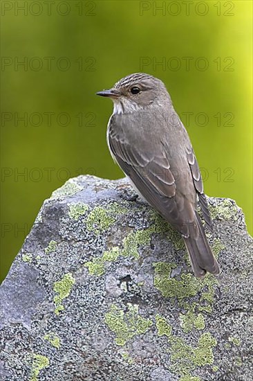 Spotted flycatcher