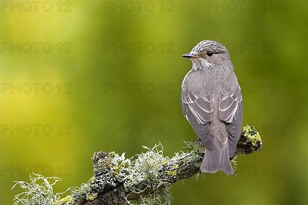 Spotted flycatcher