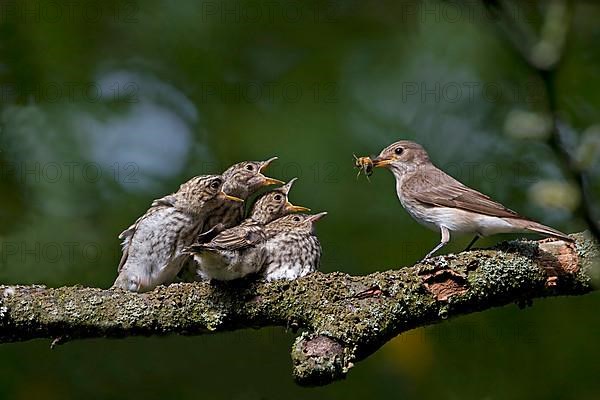 Spotted Flycatcher