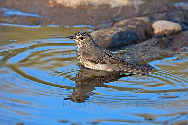 Spotted Flycatcher