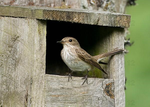 Spotted flycatcher