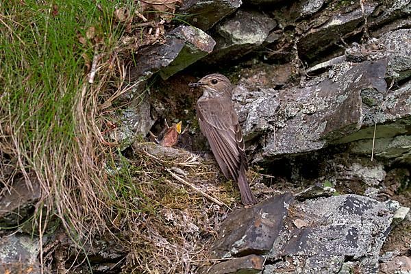 Spotted Flycatcher