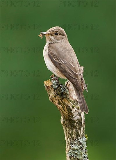 Spotted flycatcher