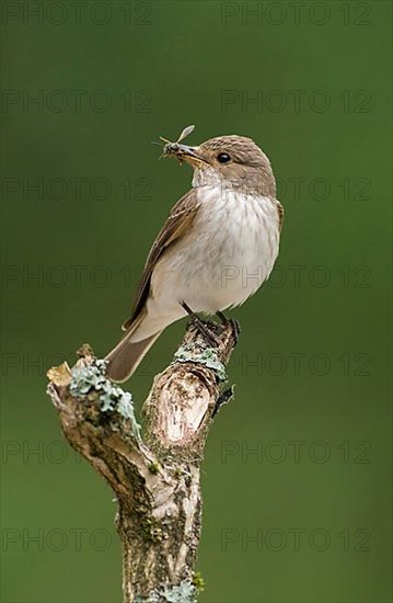 Spotted flycatcher