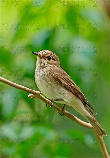 Spotted flycatcher