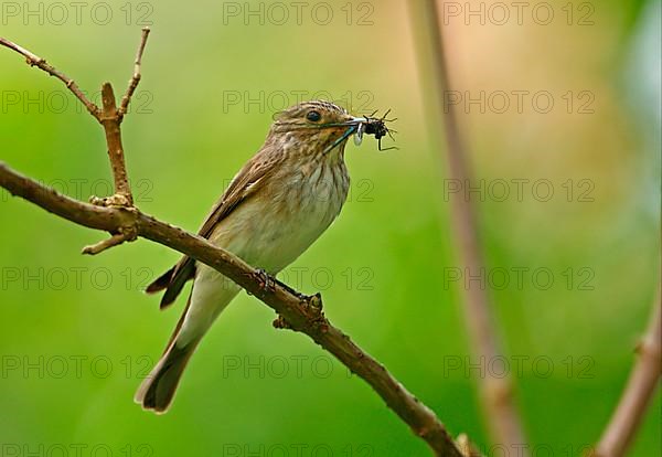 Spotted flycatcher