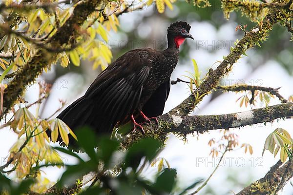 Crested Guan