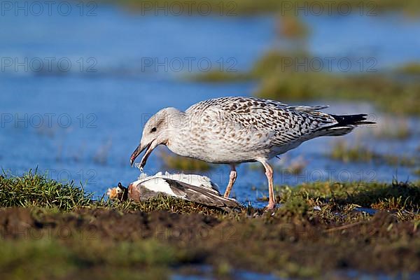 Great black-backed gull