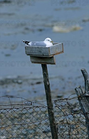 Common gull