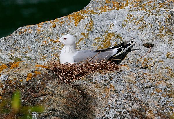 Common gull