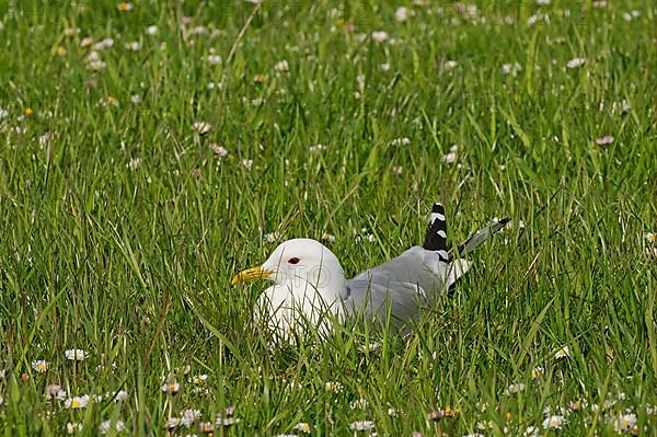 Common Gull