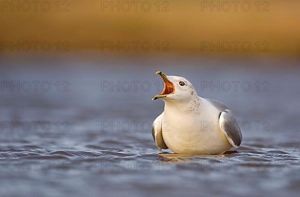 Common Gull