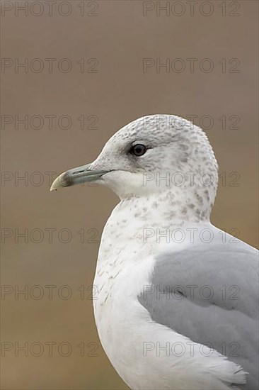 Common Gull