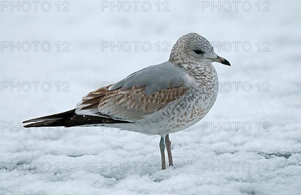 Common gull