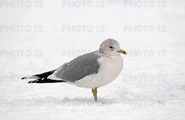 Common gull