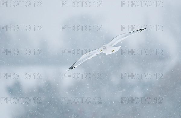 Common Gull