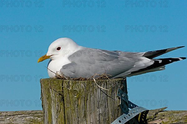 Common gull