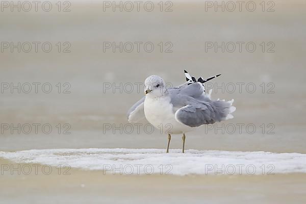 Common gull