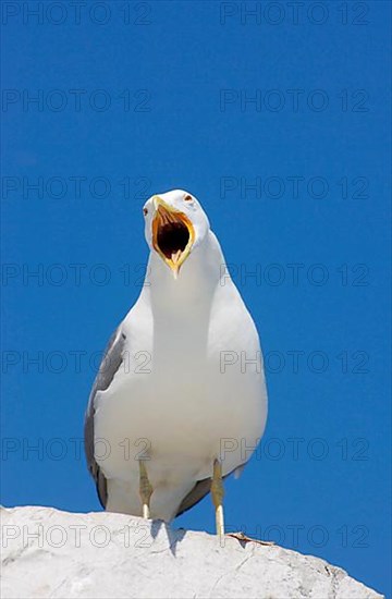 Caspian gulls