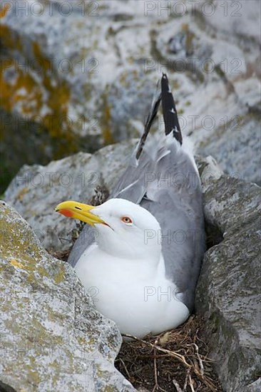 Caspian gulls