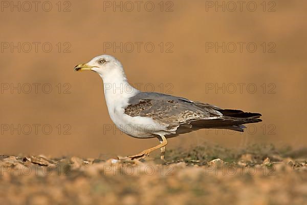 Caspian gulls