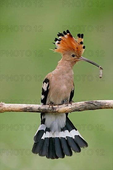 Hoopoe