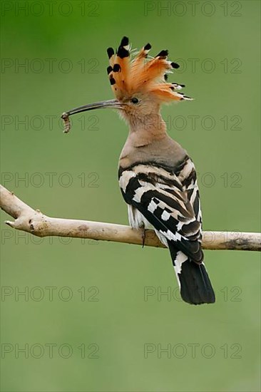 Hoopoe