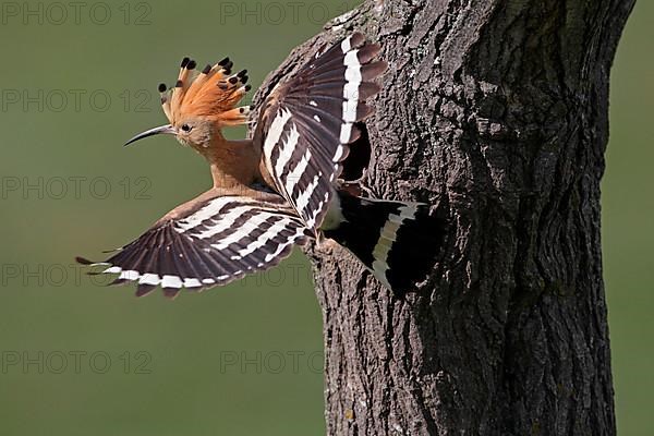 Hoopoe