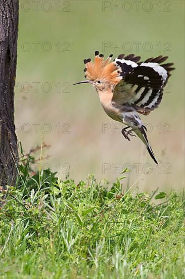 Hoopoe