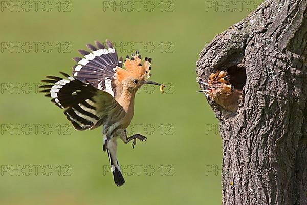 Hoopoe