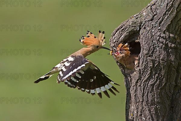 Hoopoe