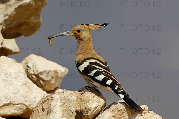 Eurasian Hoopoe