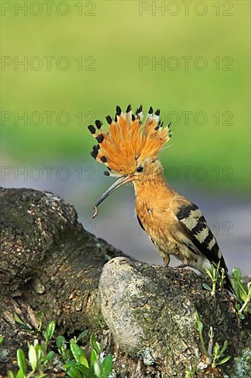 Adult hoopoe