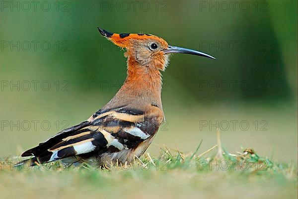 Upupa africana Hoopoe