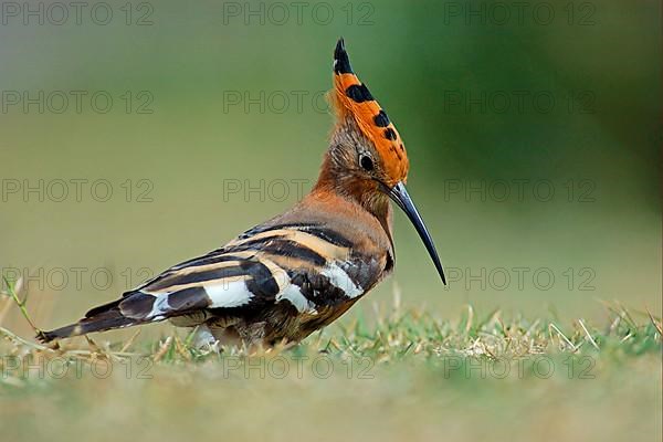 Upupa africana Hoopoe