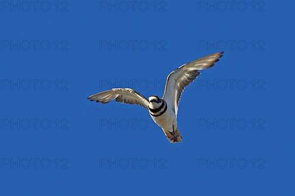 Killdeer