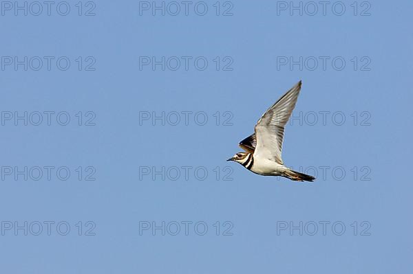 Killdeer