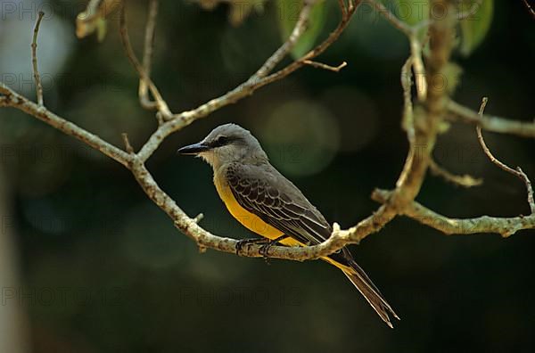 Tropical kingbird