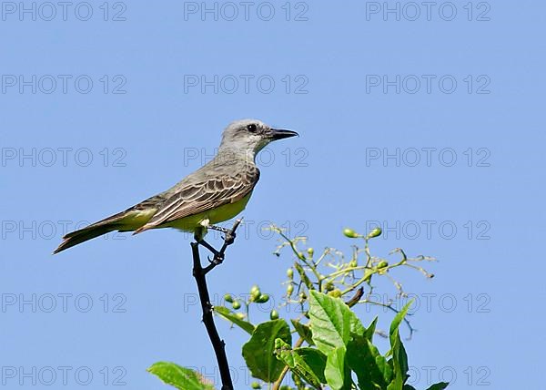 Tropical tropical kingbird