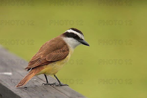 Large great kiskadee