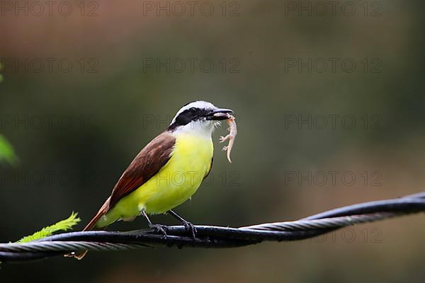 Great Kiskadee