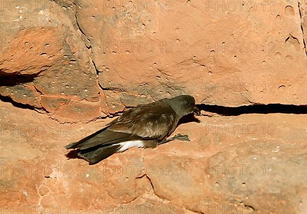 Band-rumped storm petrel