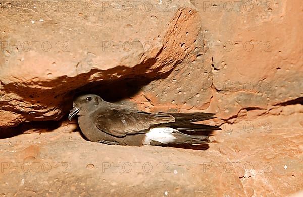 Band-rumped storm petrel