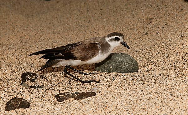 White-faced storm petrel