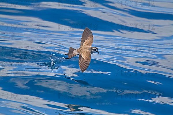 White-faced Storm-petrel