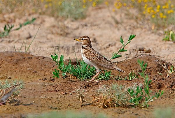 Bimaculated lark