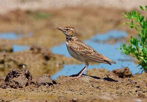 Bimaculated lark