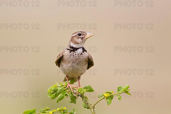 Calandra Lark