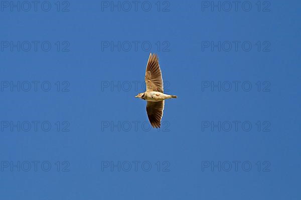 Calandra Lark