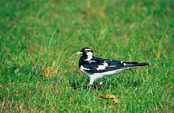 Magpie Lark